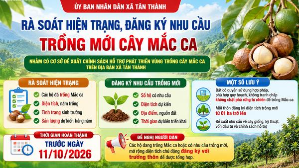 Rà soát hiện trạng và đăng ký nhu cầu trồng mới cây Mắc ca trên địa bàn xã